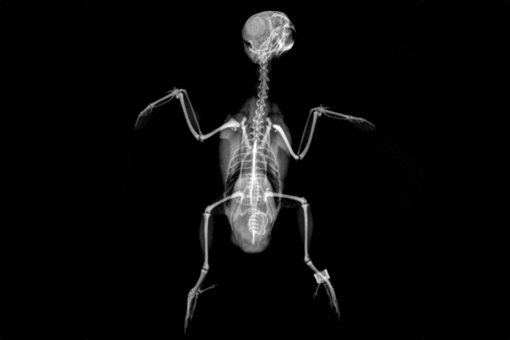 Vogel Tierarzt Exoticus Röntgenbild
