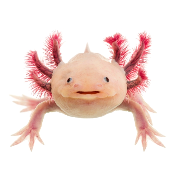 Axolotl Exoticus 