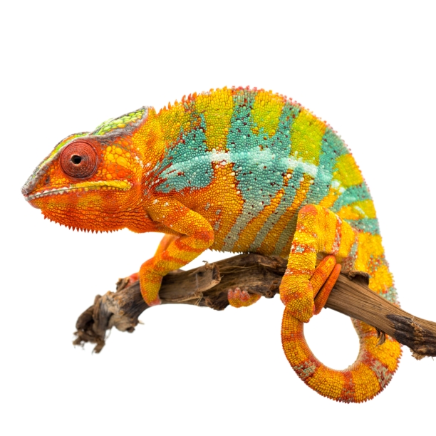 Chameleon Homepage Exoticus