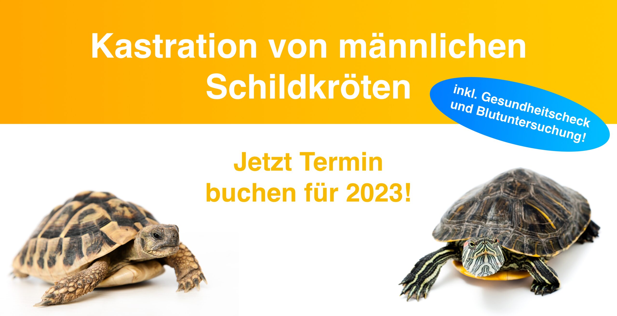 Kastration von Männlichen Schildkröten